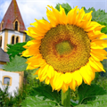 August+-+Sonnenblumen+beim+Altersheim+(Horst+Pirchl)